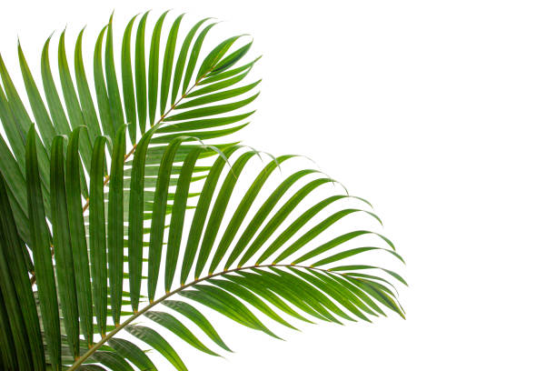 Palm Leaves