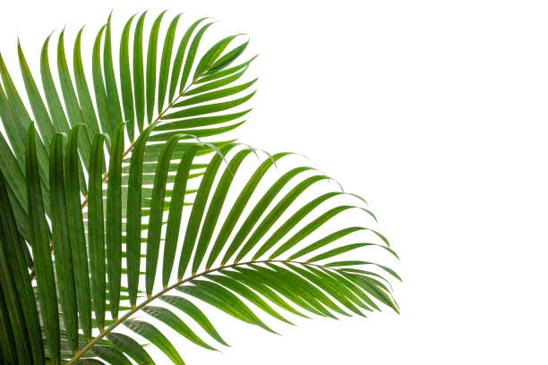 Palm Leaves - Karmakriti India