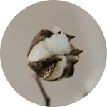 COTTON