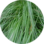 SABAI GRASS